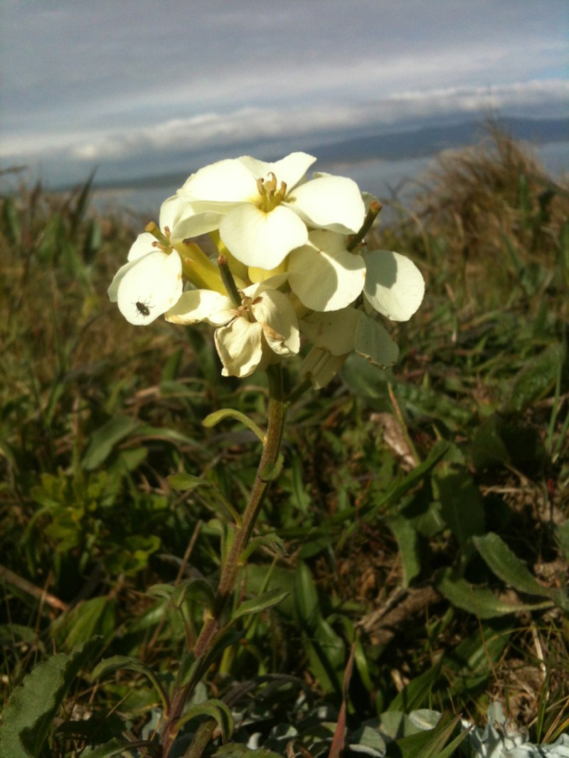Erysimum concinnum photo 2