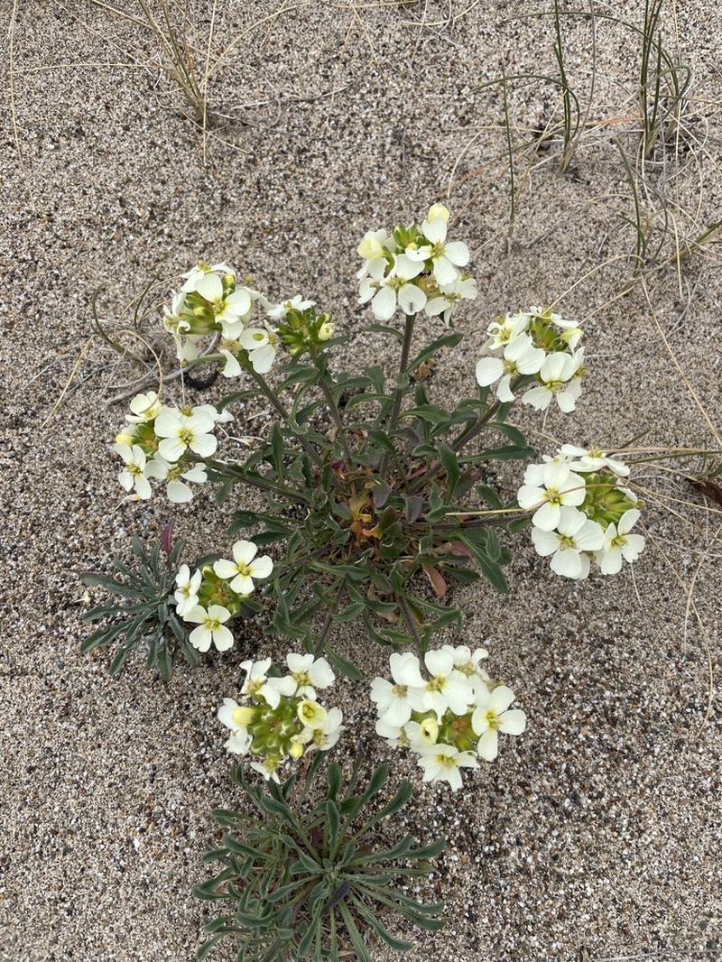 Erysimum concinnum photo 3