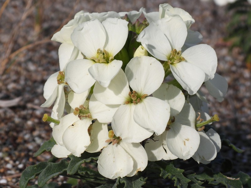 Erysimum concinnum photo 4