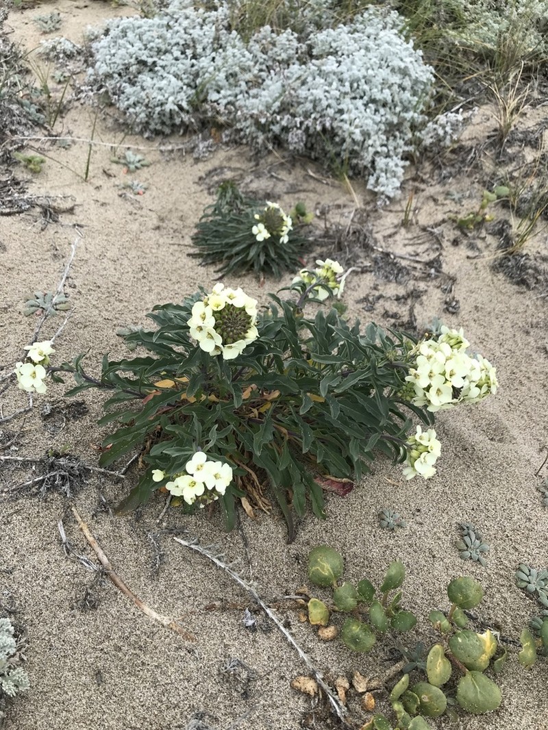 Erysimum concinnum photo 5