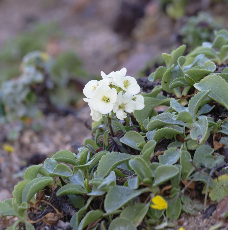 Erysimum concinnum photo 6