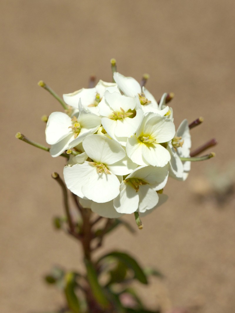 Erysimum concinnum photo 7