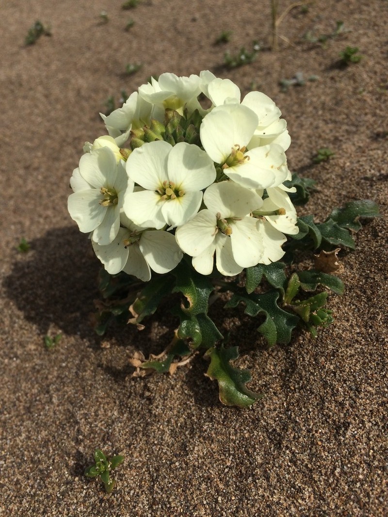 Erysimum concinnum photo 8