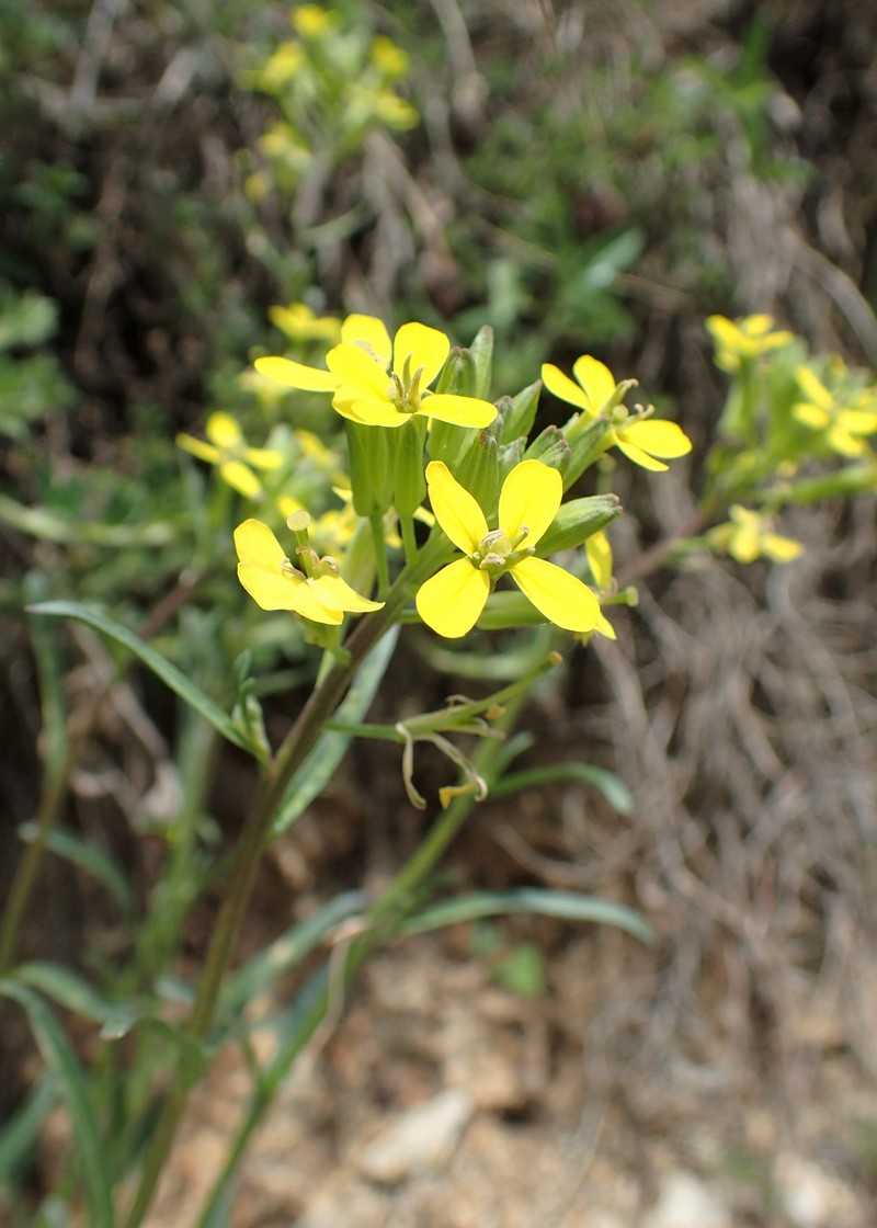 Diffuse Wallflower photo 4
