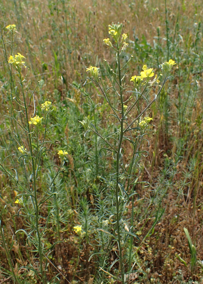 Diffuse Wallflower photo 5