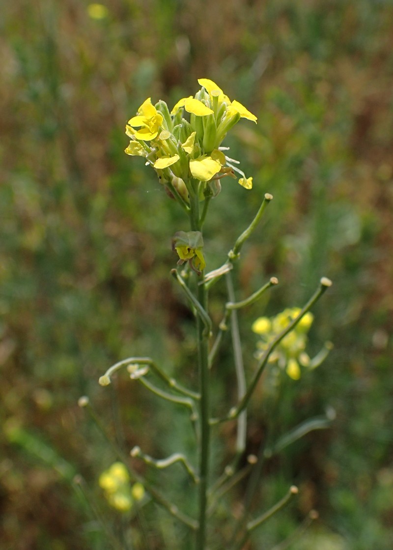 Diffuse Wallflower photo 6
