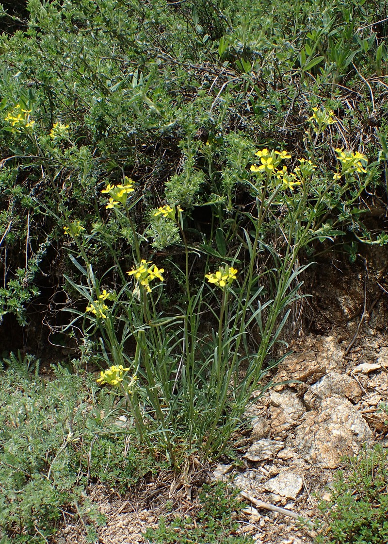 Diffuse Wallflower photo 2