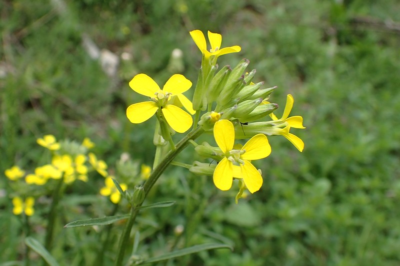 Diffuse Wallflower photo 3