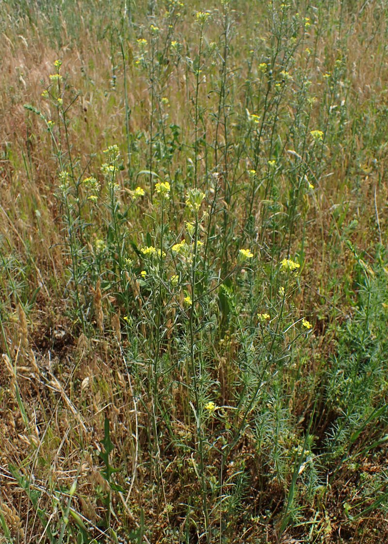 Diffuse Wallflower photo 7