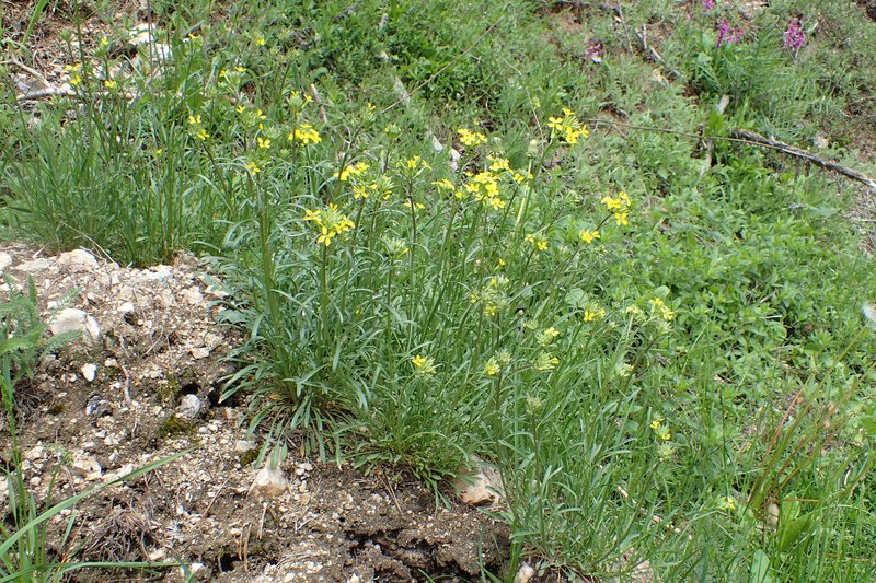 Diffuse Wallflower photo 8
