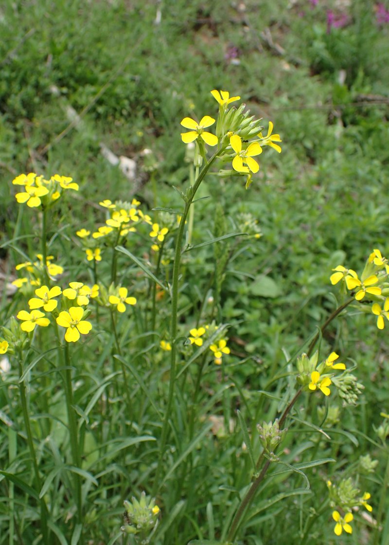 Diffuse Wallflower photo 9