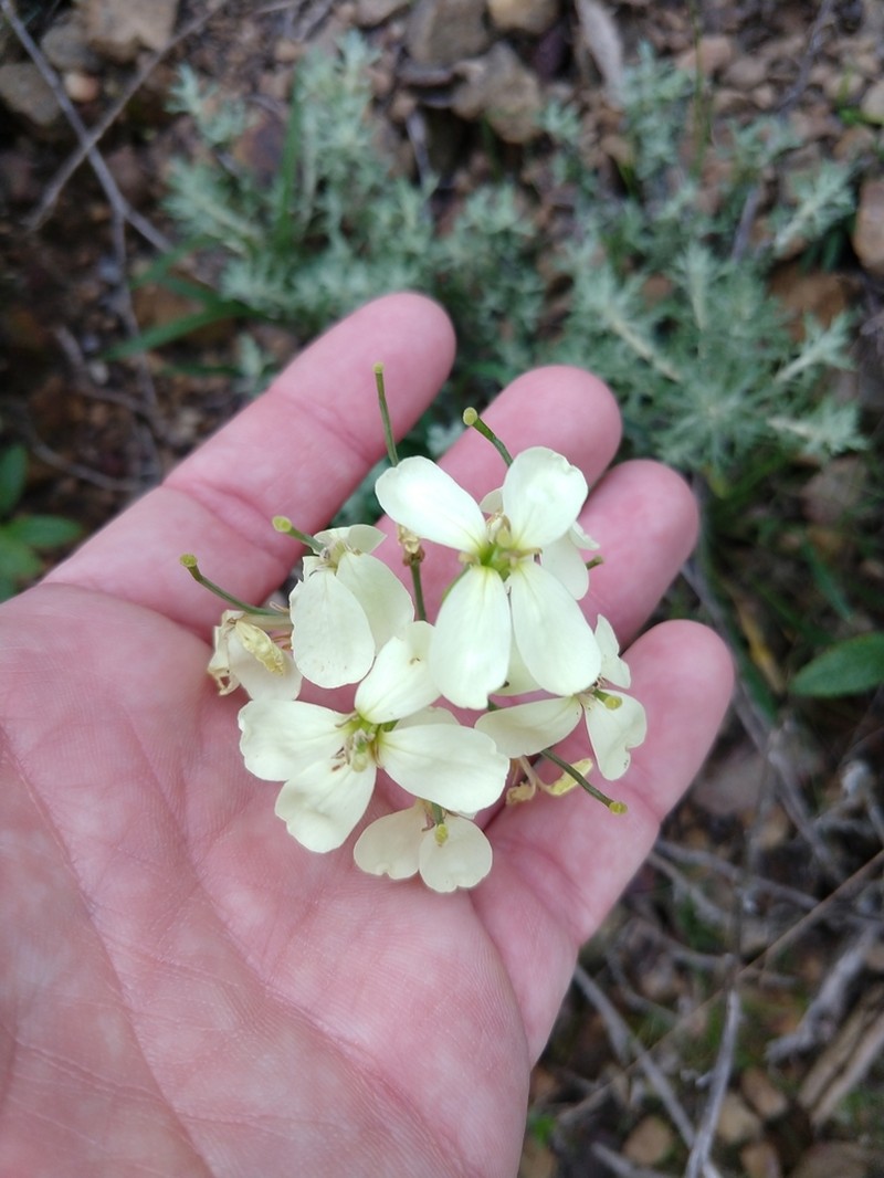 San Francisco Wallflower