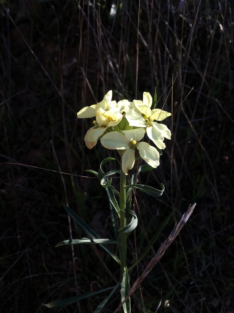 San Francisco Wallflower photo 3