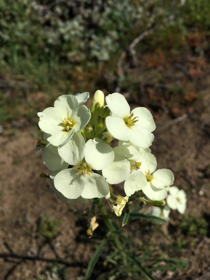 San Francisco Wallflower photo 4