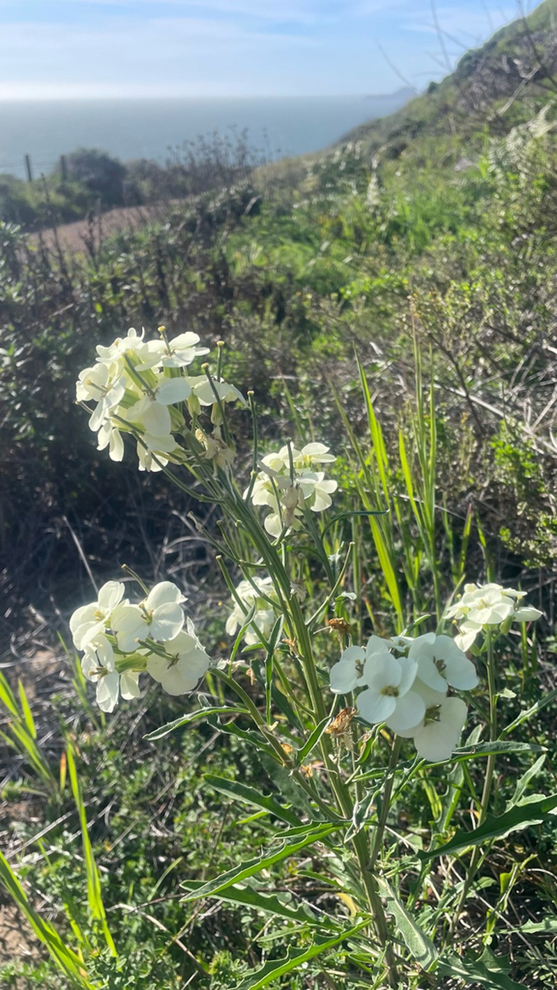 San Francisco Wallflower photo 5
