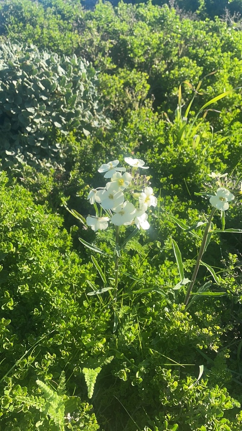 San Francisco Wallflower photo 6