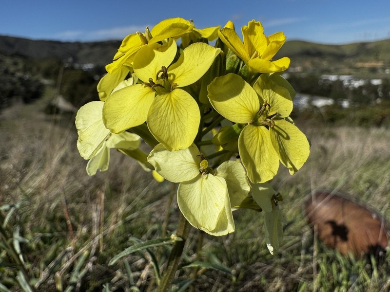 San Francisco Wallflower photo 7