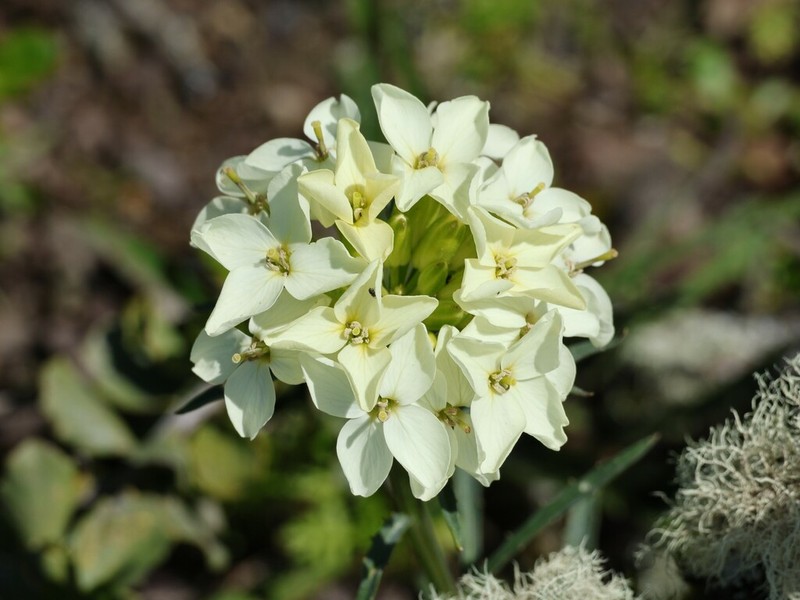 San Francisco Wallflower photo 8