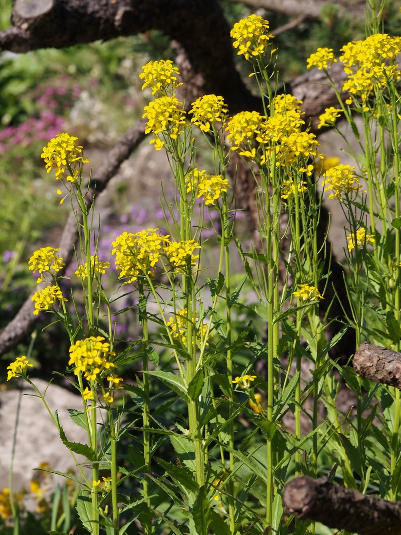 European Wallflower photo 3