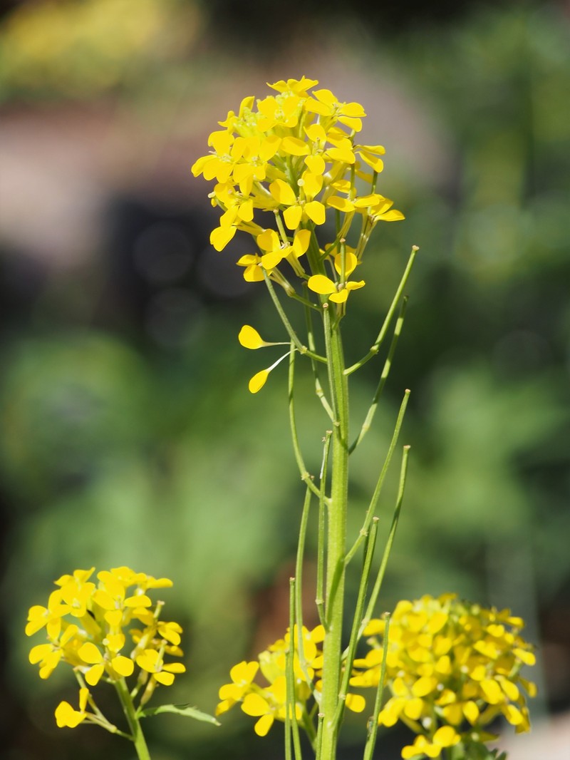 European Wallflower photo 4