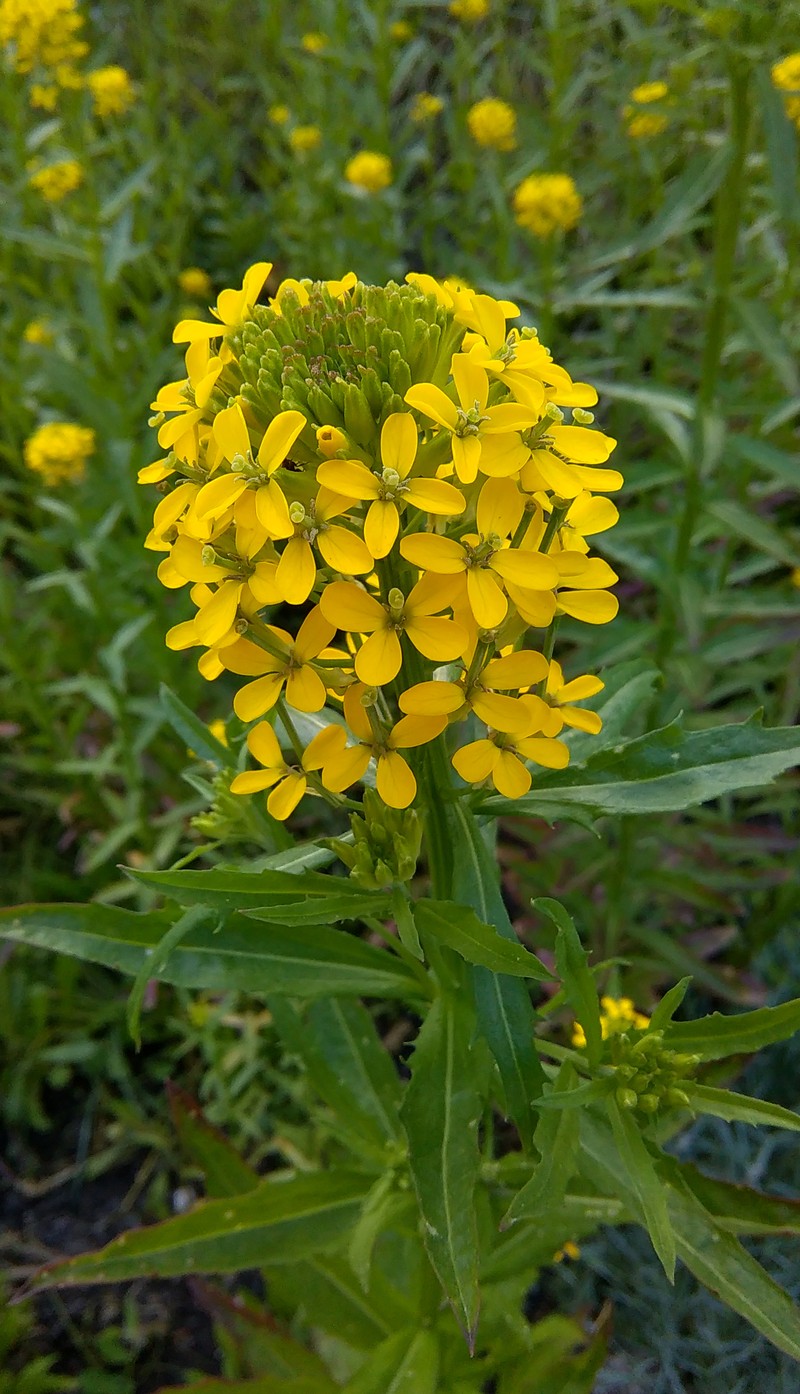 European Wallflower photo 6