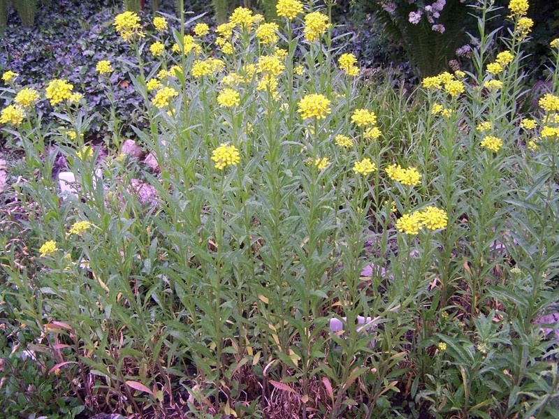 European Wallflower photo 7