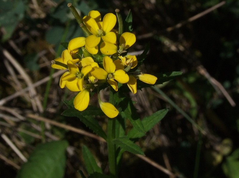 European Wallflower photo 8