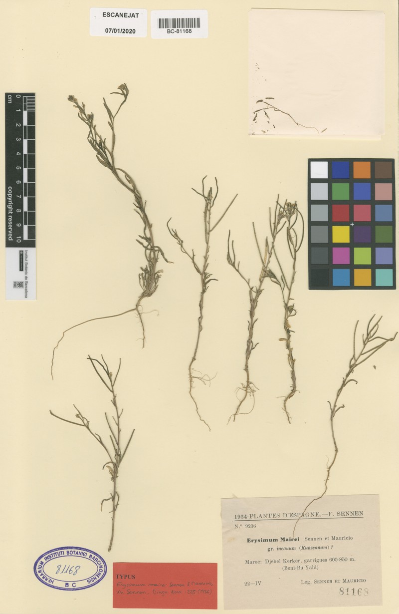 Erysimum incanum subsp. incanum