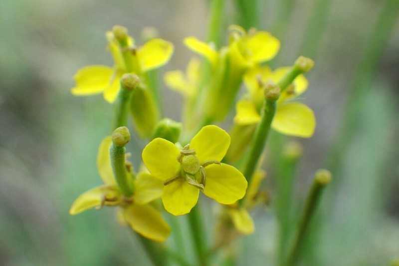 Shy Wallflower