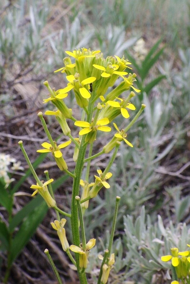 Shy Wallflower photo 2