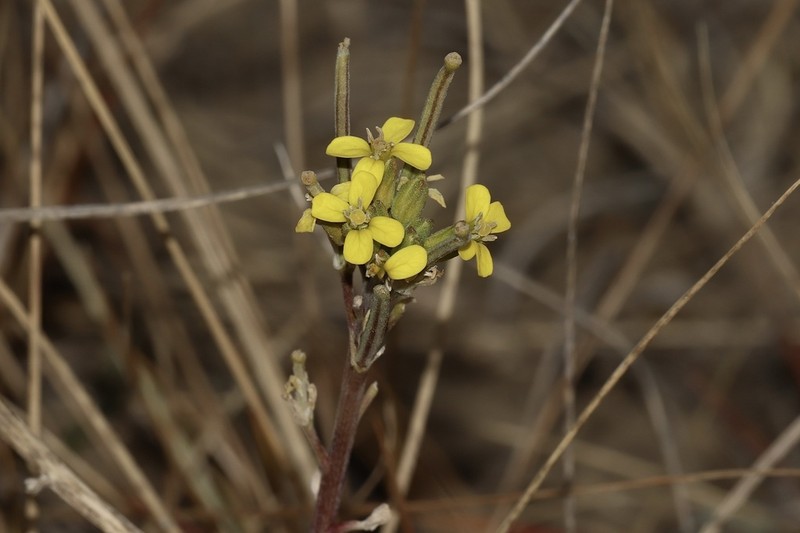 Shy Wallflower photo 3