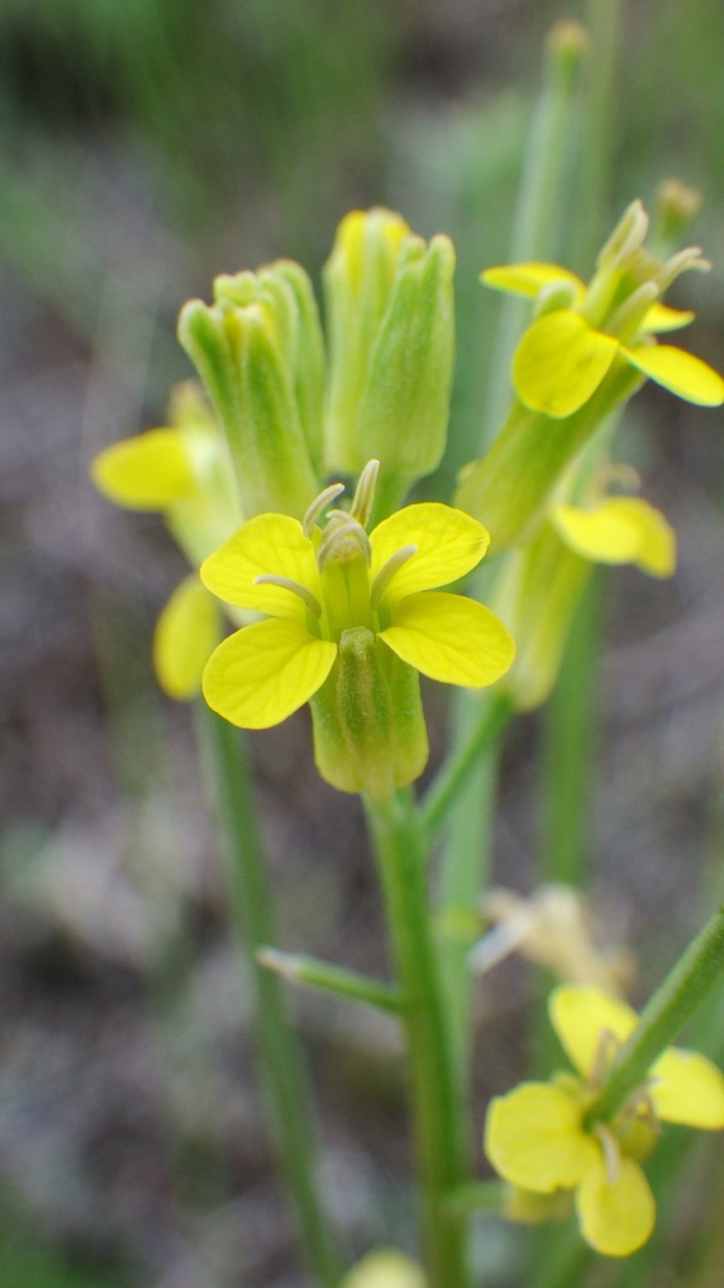 Shy Wallflower photo 4