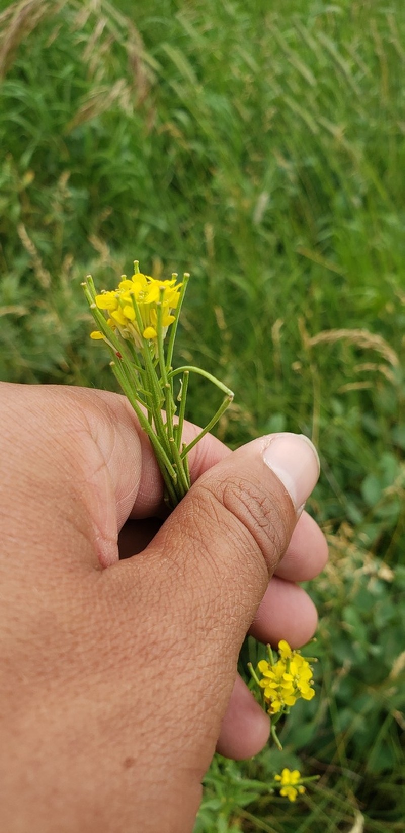 Shy Wallflower photo 5