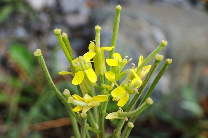 Shy Wallflower photo 6