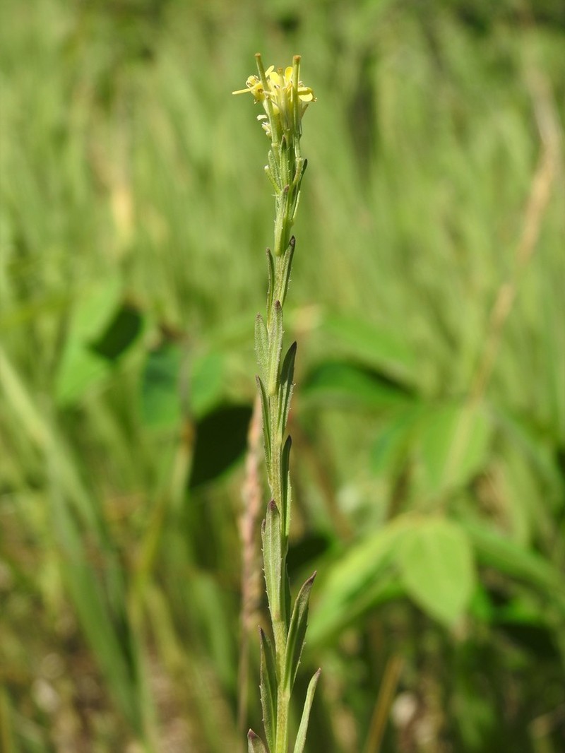 Shy Wallflower photo 7