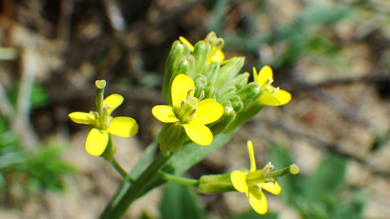 Shy Wallflower photo 8