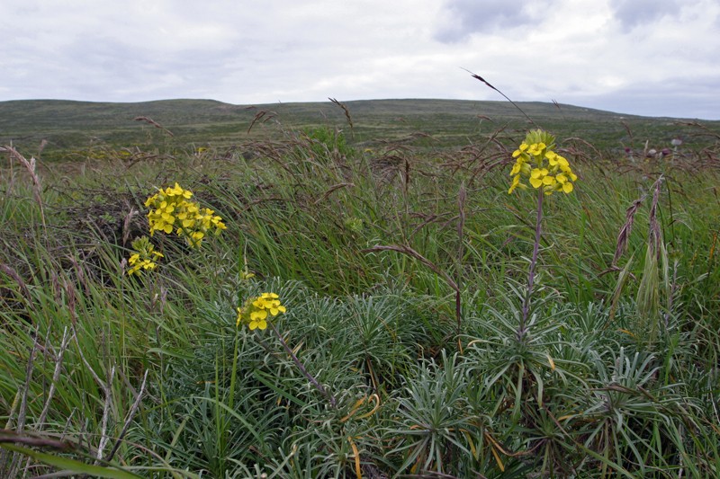 Island Wallflower