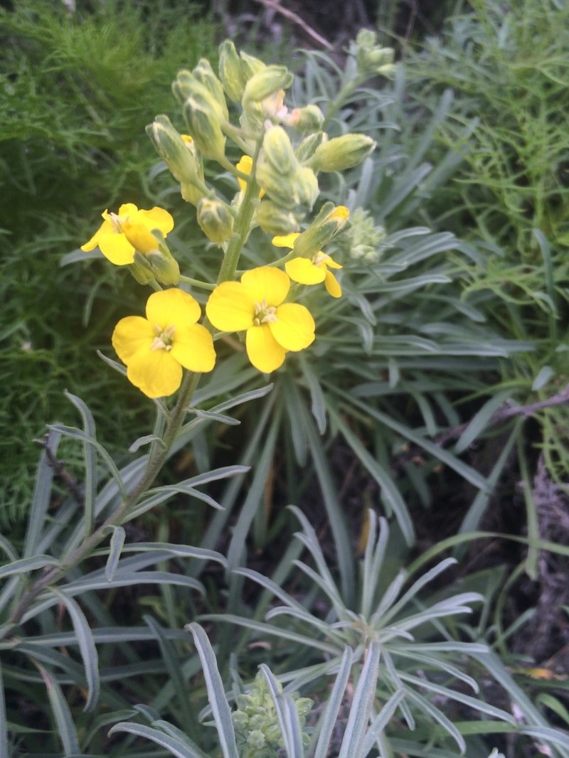 Island Wallflower photo 2