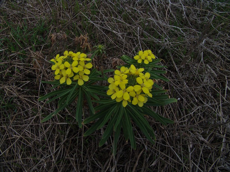 Island Wallflower photo 3