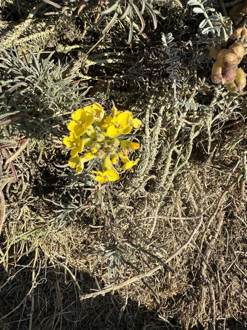 Island Wallflower photo 4