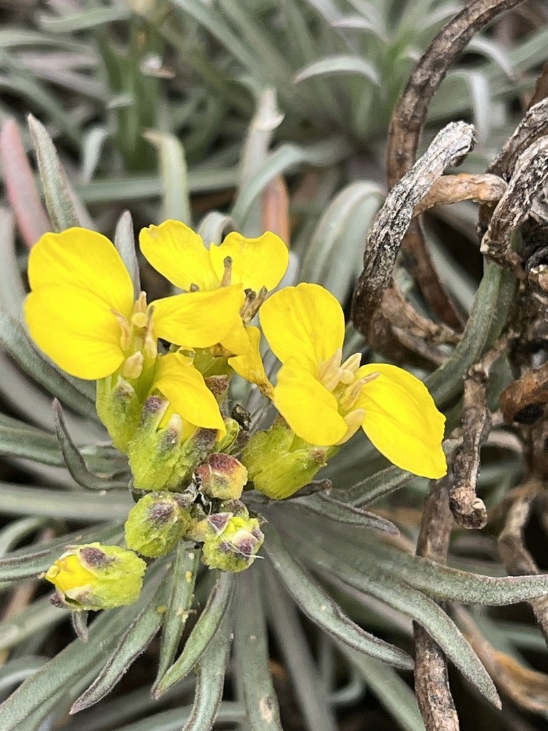 Island Wallflower photo 5