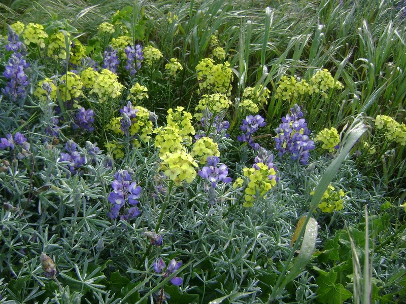 Island Wallflower photo 6
