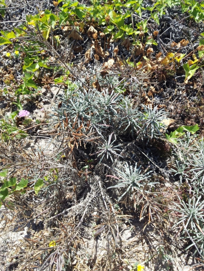 Island Wallflower photo 8