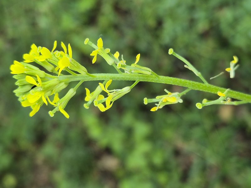 Hard Wallflower photo 3