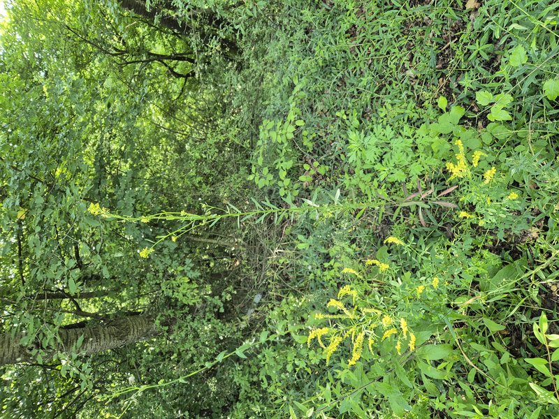 Hard Wallflower photo 4