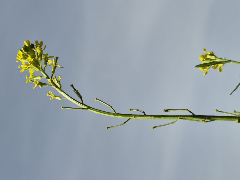 Hard Wallflower photo 5
