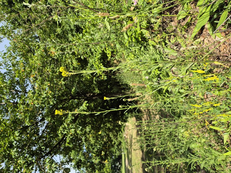 Hard Wallflower photo 7