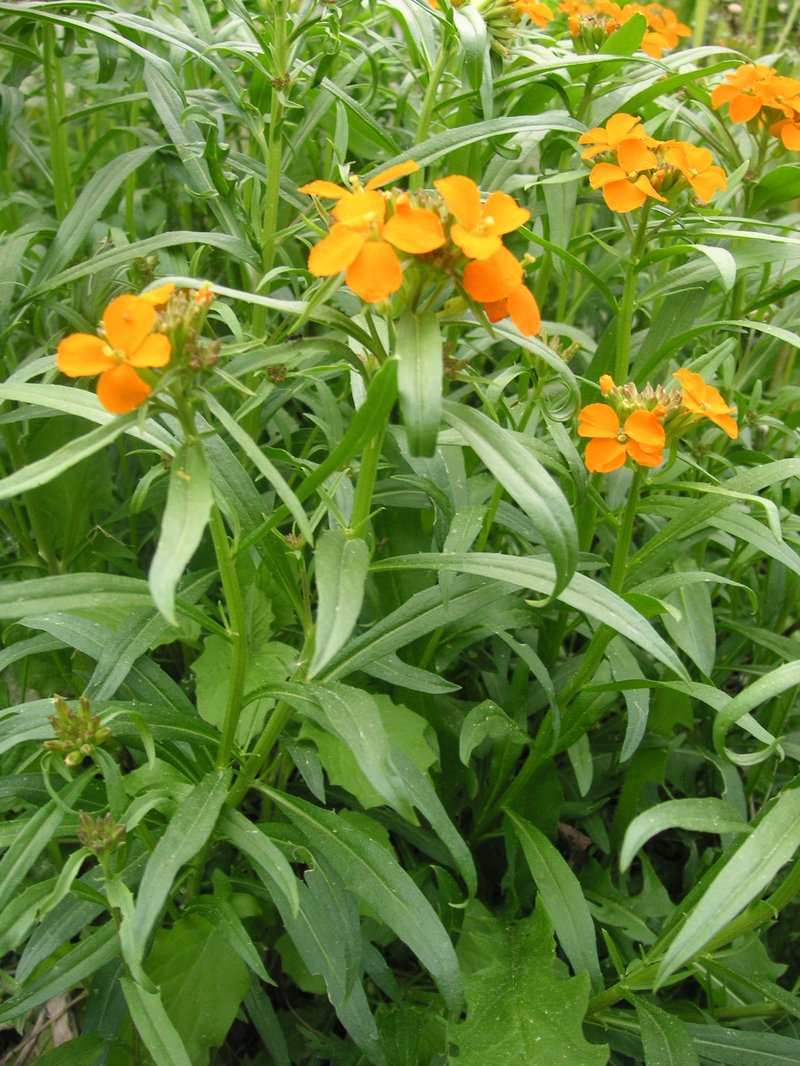 Siberian Wallflower