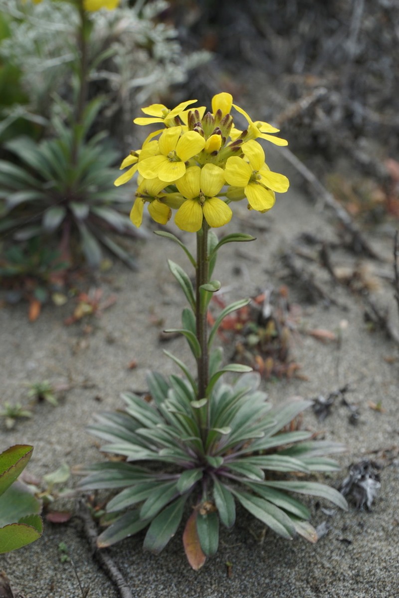 Menzies' Wallflower