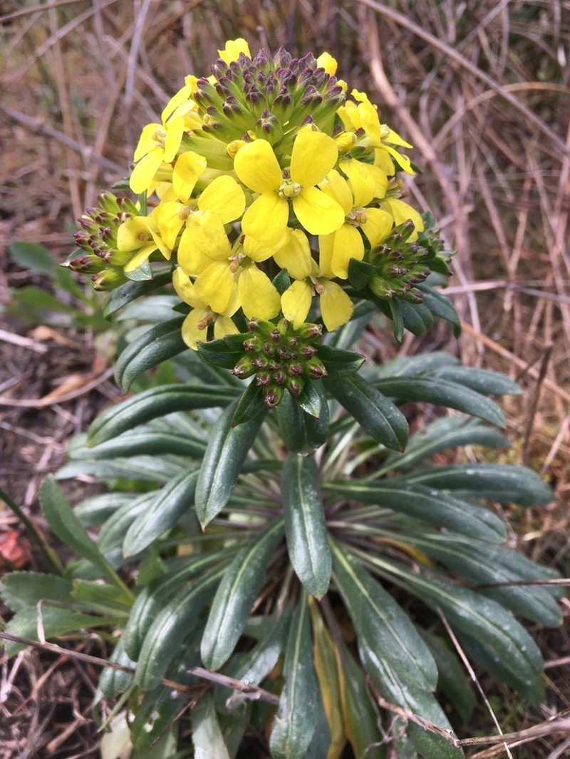 Menzies' Wallflower photo 2